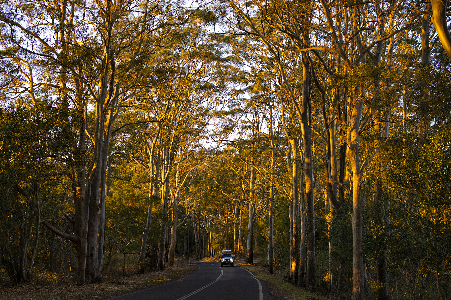 Road with trees